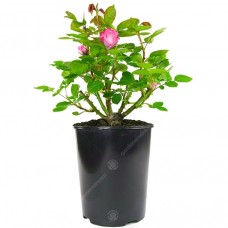 Potted Rose - Pink
